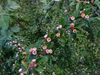 Cotoneaster scandinavicus 2, Saxifraga-Ed Stikvoort