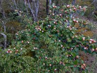 Cotoneaster scandinavicus 3, Saxifraga-Ed Stikvoort