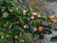 Cotoneaster scandinavicus 4, Saxifraga-Ed Stikvoort