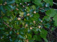 Cotoneaster scandinavicus 5, Saxifraga-Ed Stikvoort