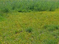 Cotula coronopifolia 55, Goudknopje, Saxifraga-Hans Grotenhuis