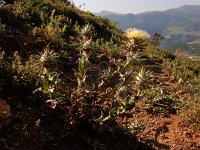 Cousinia macrocephala 5, Saxifraga-Ed Stikvoort