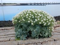 Crambe maritima 56, Zeekool, Saxifraga -Peter Meininger