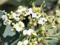 Crambe maritima 57, Zeekool, Saxifraga-Sonja Bouwman  571. Zeekool - Crambe maritima - Brassicaceae familie (i)