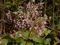 Crassula multicava