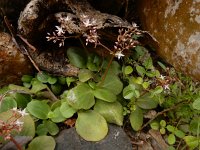 Crassula multicava 6, Saxifraga-Ed Stikvoort