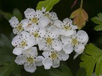 Crataegus monogyna 69, Eenstijlige meidoorn, Saxifraga-Jan Nijendijk