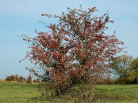 Crataegus monogyna 70, Eenstijlige meidoorn, Saxifraga-Ed Stikvoort