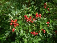 Crataegus monogyna 72, Eenstijlige meidoorn, Saxifraga-Ed Stikvoort