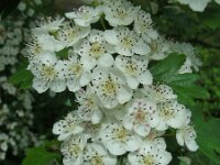 Crataegus monogyna 73, Eenstijlige meidoorn, Saxifraga-Ed Stikvoort