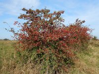 Crataegus monogyna 74, Eenstijlige meidoorn, Saxifraga-Ed Stikvoort