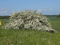 Crataegus x media 2, Basterdmeidoorn, Saxifraga-Ed Stikvoort