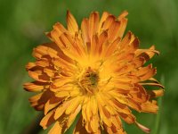 Crepis aurea 16, Saxifraga-Sonja Bouwman  Golden hawk's beard - Crepis aurea - Asteraceae familie; Alp Trider (Zw)