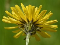 Crepis biennis 42, Groot streepzaad, Saxifraga-Sonja Bouwman