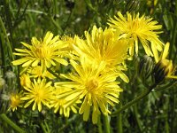 Crepis biennis 44, Groot streepzaad, Saxifraga-Hans Grotenhuis