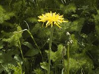 Crepis bocconei 5, Saxifraga-Jan van der Straaten