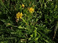 Crepis bursifolia 4, Saxifraga-Ed Stikvoort