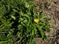 Crepis bursifolia 8, Saxifraga-Ed Stikvoort