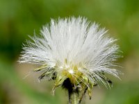 Crepis jacquinii 4, Saxifraga-Sonja Bouwman  Crepis jacquinii - Asteraceae familie; Croda Rossa (Moos, I)