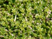 Crepis jacquinii 6, Saxifraga-Sonja Bouwman  Cyphel - Minuartia sedoides - Caryophyllaceae familie