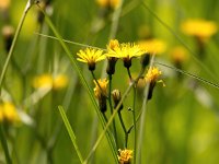 Crepis paludosa 37, Moerasstreepzaad, Saxifraga-Bart Vastenhouw