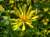 Crepis paludosa 45, Moerasstreepzaad, Saxifraga-Hans Grotenhuis