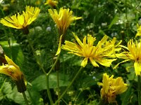 Crepis paludosa 46, Moerasstreepzaad, Saxifraga-Hans Grotenhuis