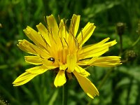 Crepis paludosa 47, Moerasstreepzaad, Saxifraga-Hans Grotenhuis