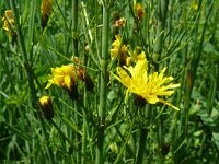 Crepis paludosa 49, Moerasstreepzaad, Saxifraga-Hans Grotenhuis