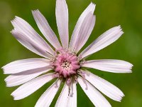 Crepis rubra 18, Saxifraga-Sonja Bouwman  Pink hawk's beard - Crepis rubra - Asteraceae familie