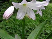 Crinum moorei