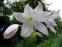 Crinum moorei 2, Saxifraga-Ed Stikvoort