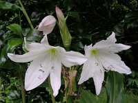 Crinum moorei 3, Saxifraga-Ed Stikvoort