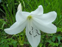 Crinum moorei 4, Saxifraga-Ed Stikvoort