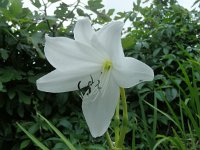 Crinum moorei 5, Saxifraga-Ed Stikvoort