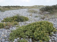 Crithmum maritimum 46, Zeevenkel, Saxifraga-Willem van Kruijsbergen