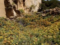 Crithmum maritimum 48, Zeevenkel, Saxifraga-Ed Stikvoort