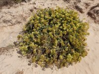 Crithmum maritimum 49, Zeevenkel, Saxifraga-Ed Stikvoort