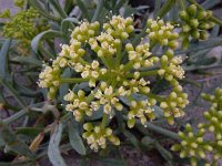 Crithmum maritimum 51, Zeevenkel, Saxifraga-Ed Stikvoort