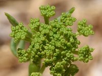 Crithmum maritimum 55, Zeevenkel, Saxifraga-Sonja Bouwman  Zeevenkel - Crithmum maritimum - Apiaceae familie; Dubrovnik (Kr)