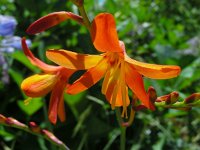 Crocosmia x crocosmiiflora (C. aurea x pottsii) 10, Montbretia, Saxifraga-Ed Stikvoort