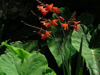 Crocosmia x crocosmiiflora (C. aurea x pottsii) 2, Montbretia, Saxifraga-Ed Stikvoort