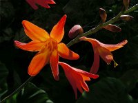 Crocosmia x crocosmiiflora (C. aurea x pottsii) 3, Montbretia, Saxifraga-Ed Stikvoort