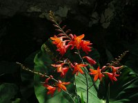 Crocosmia x crocosmiiflora (C. aurea x pottsii) 4, Montbretia, Saxifraga-Ed Stikvoort