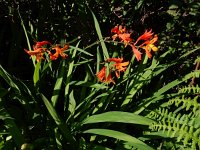 Crocosmia x crocosmiiflora (C. aurea x pottsii) 5, Montbretia, Saxifraga-Ed Stikvoort