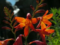 Crocosmia x crocosmiiflora (C. aurea x pottsii) 6, Montbretia, Saxifraga-Ed Stikvoort