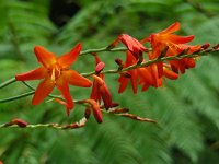 Crocosmia x crocosmiiflora (C. aurea x pottsii) 7, Montbretia, Saxifraga-Ed Stikvoort