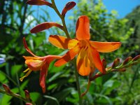 Crocosmia x crocosmiiflora (C. aurea x pottsii) 8, Montbretia, Saxifraga-Ed Stikvoort