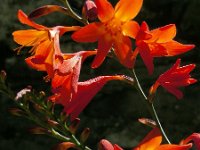 Crocosmia x crocosmiiflora (C. aurea x pottsii) 9, Montbretia, Saxifraga-Ed Stikvoort