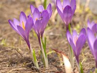 Crocus albiflorus 54, Saxifraga-Luuk Vermeer